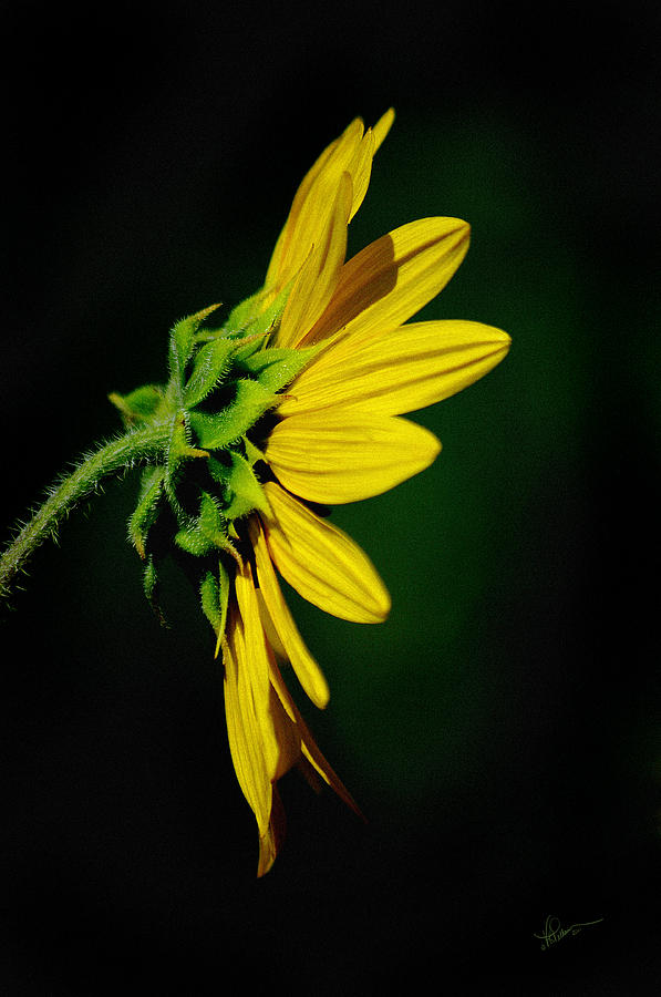 Sunflower in Profile Photograph by Vicki Pelham