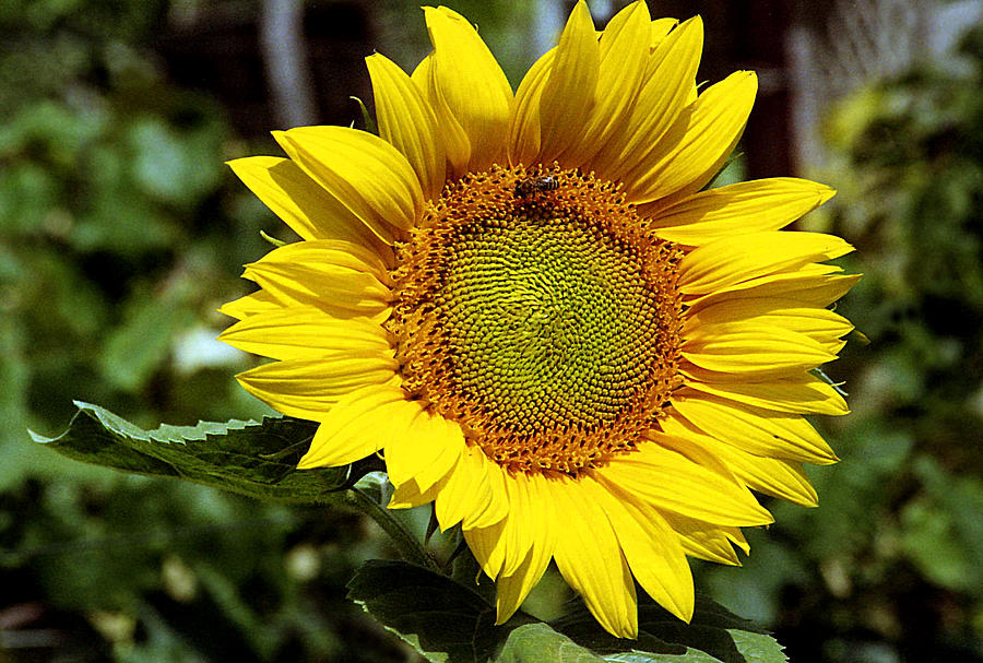 Sunflower in the garden Photograph by Emanuel Tanjala