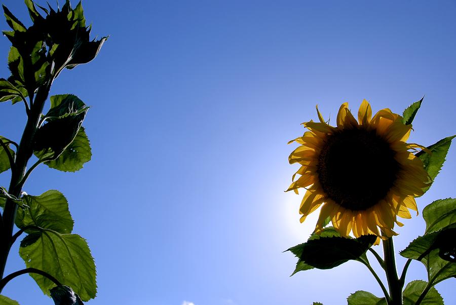 Sunflower in the Sun Photograph by Eric Tressler