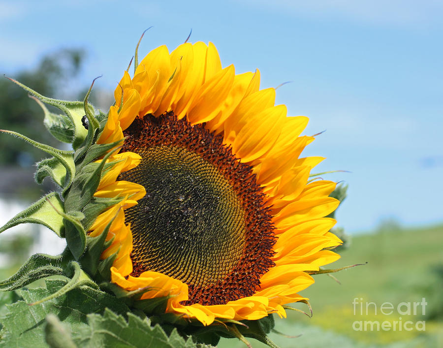 Sunflower In The Sun Photograph by Smilin Eyes Treasures