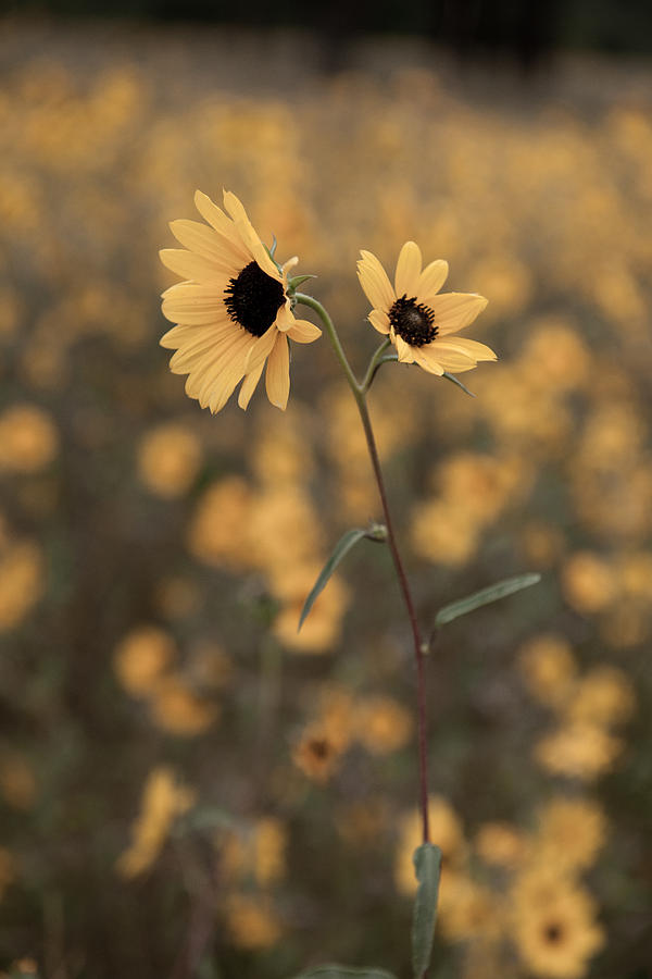 Sunflower in the Wild Photograph by Scott Sawyer