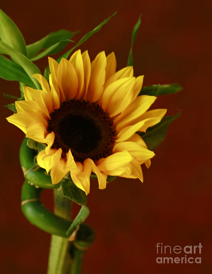 sunflower inspired nature photography by shelley myke