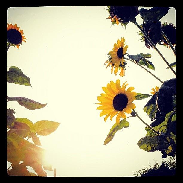 Sunflower Photograph - #sunflower #instagram #iphonesia by Yutaka Sawada