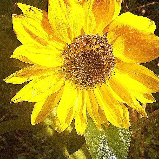 Cool Photograph - Sunflower #iphoneography #gardening by Dave Lee