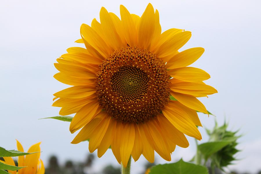 Sunflower Photograph by Jeanne Andrews