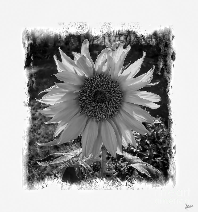 Sunflower Photograph by Jeff Breiman