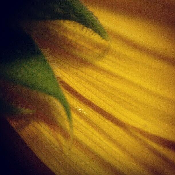 Sunflower Photograph - #sunflower by Jen Flint