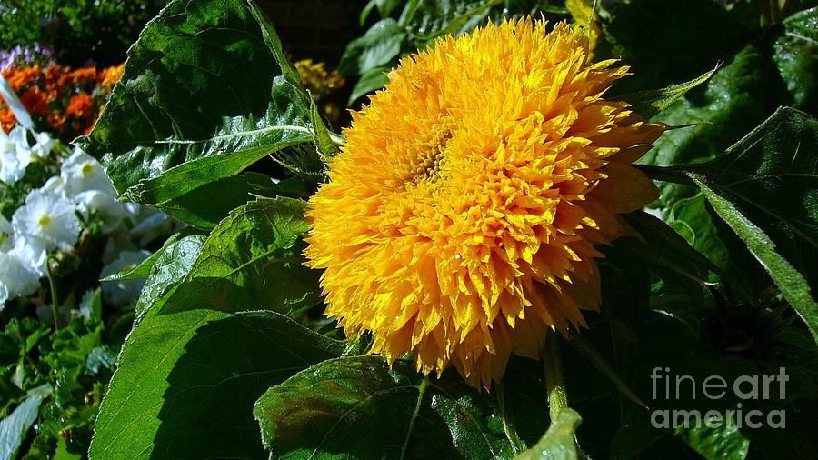 Sunflower Photograph by Jim Sauchyn