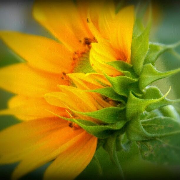Sunflower Photograph - Sunflower by Joanna Boot