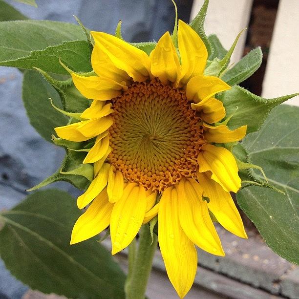 Sunflower Photograph - Sunflower by Jonell Witkowski