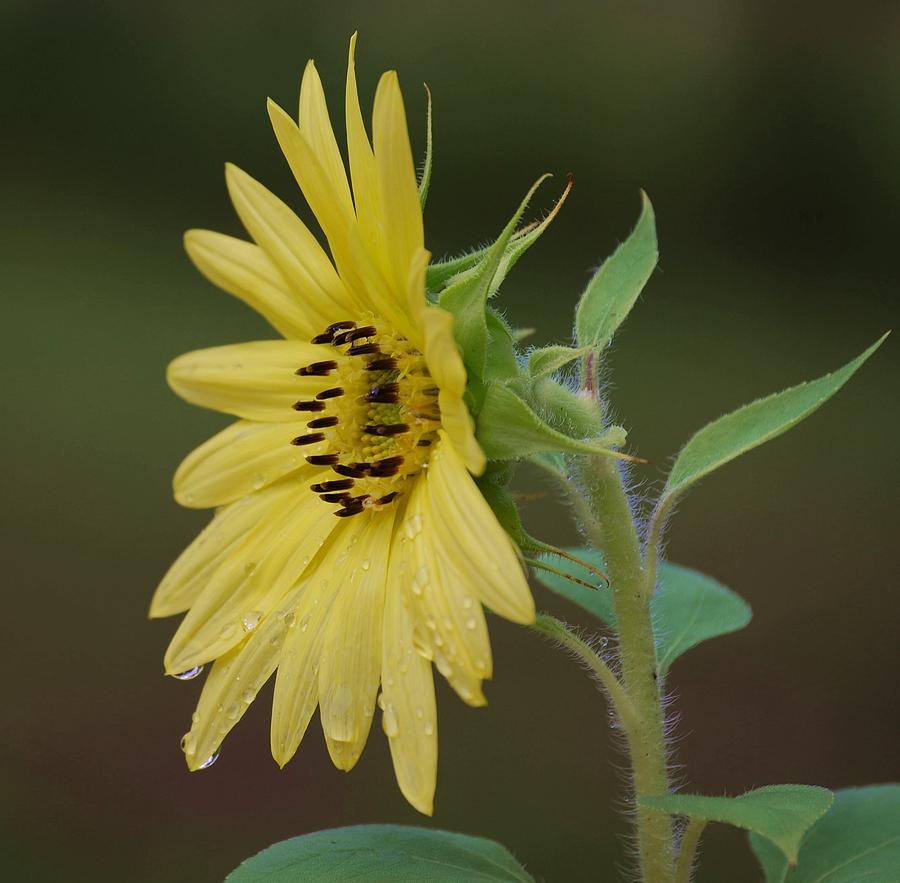Sunflower Photograph by Judy Hall-Folde