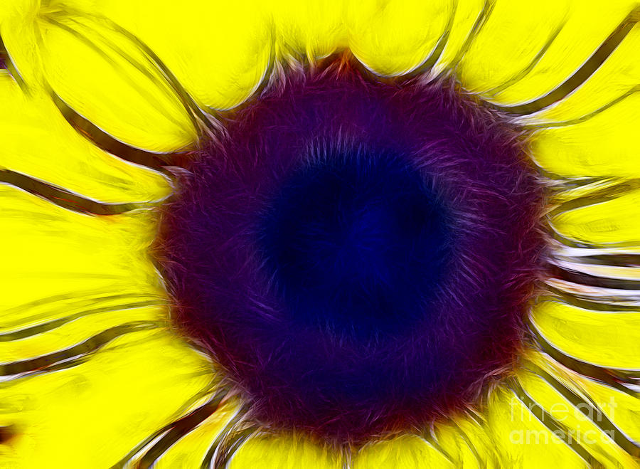 Sunflower Photograph by Kami McKeon