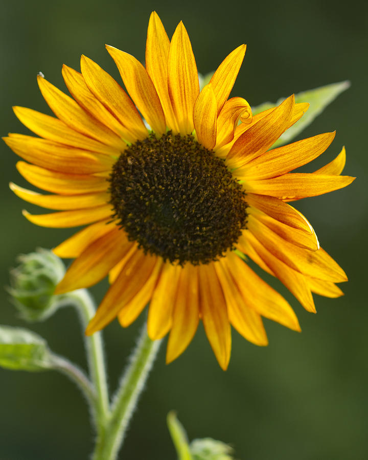 Sunflower Photograph by Kathy Clark
