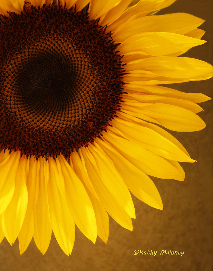 Sunflower by Kathy Maloney Sunflower by Kathy Maloney