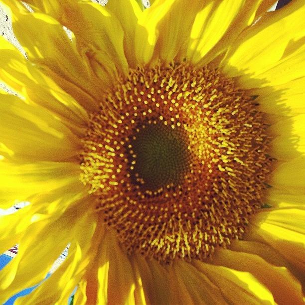 Sunflower Photograph by Kellyann Gilson Lyman