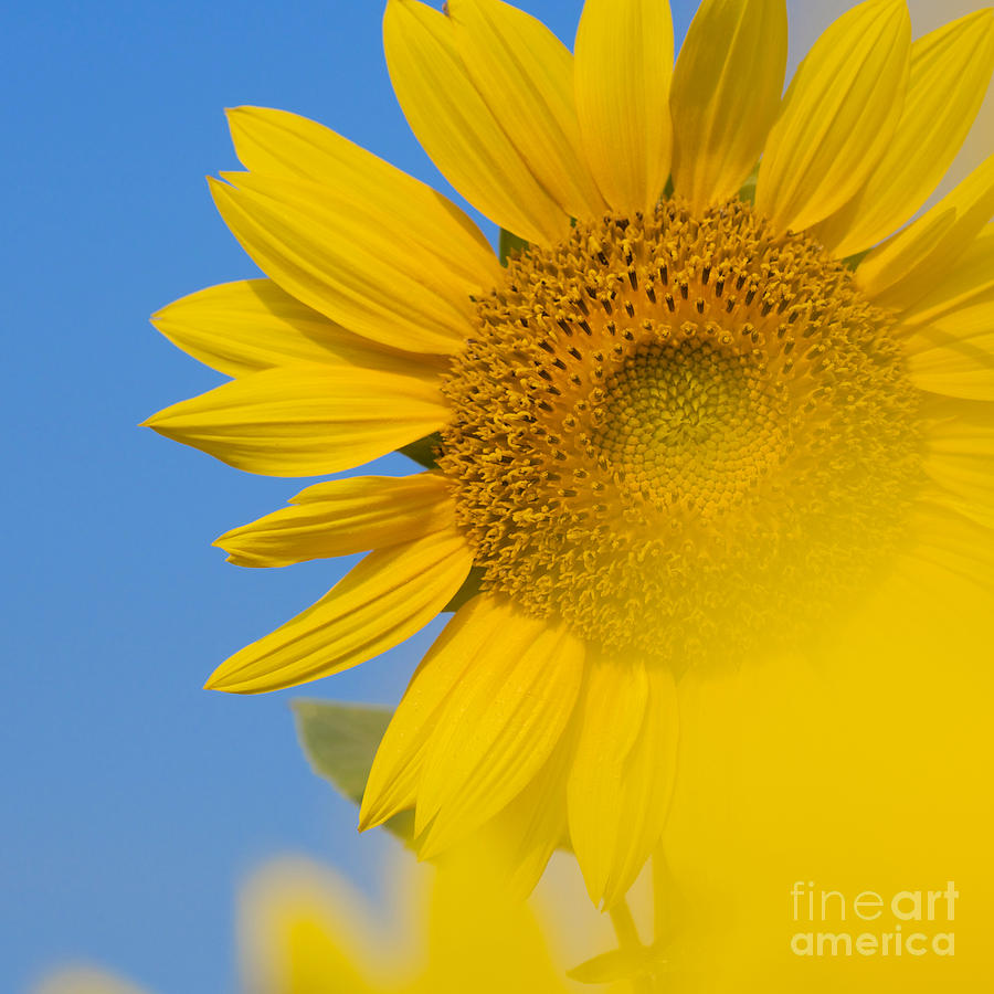 Sunflower Photograph by Kim Fearheiley