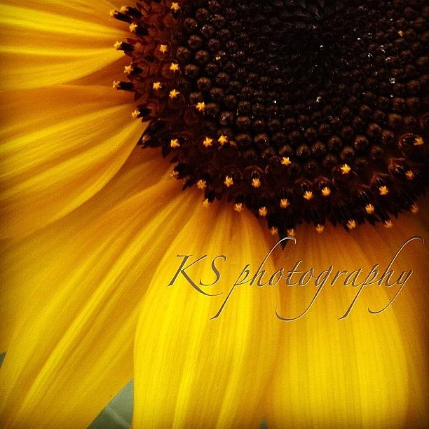 Sunflower Photograph - Sunflower by Kim Szyszkiewicz