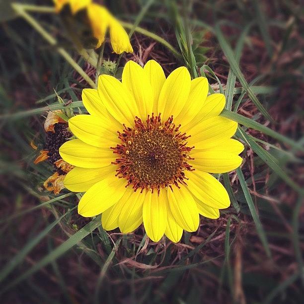 Sunflower Photograph - Sunflower by Kristina Parker