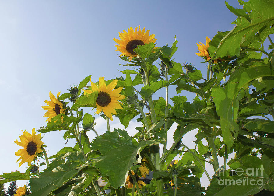 Sunflower Landscape Photograph by Donna L Munro