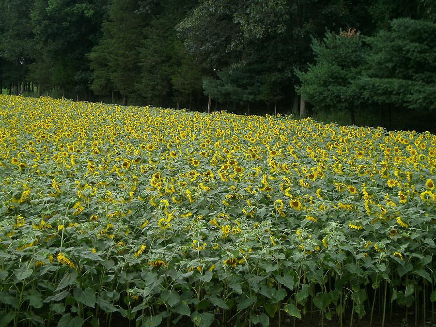 Nature Photograph - Sunflower Landscape by Jason Sawicki