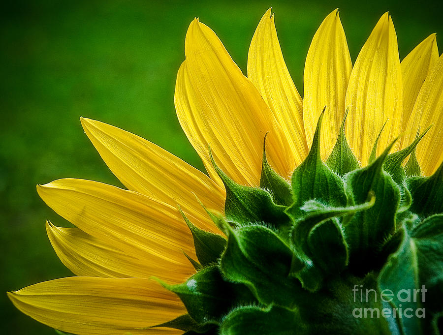 Sunflower Photograph by Larry Carr