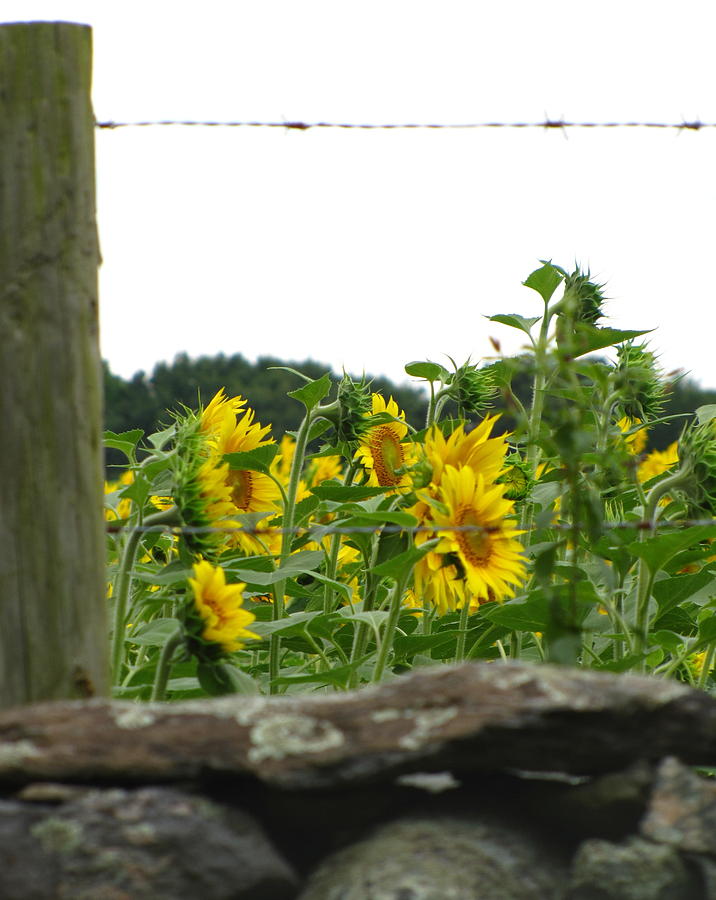 Flower Photograph - Sunflower  by Lisa Jayne Konopka