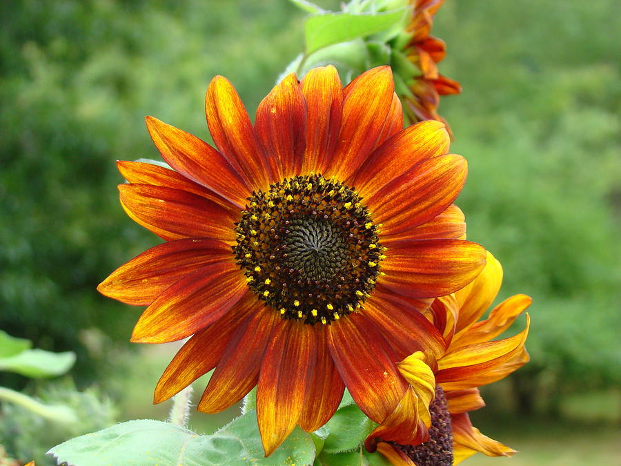 Red Sunflower Photograph - Sunflower by Lisa Rose Musselwhite Red Sunflower Photograph - Sunflower by Lisa Rose Musselwhite