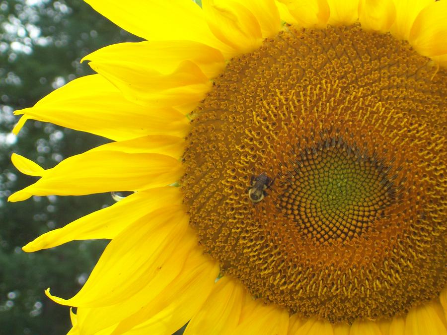 Sunflower Photograph by Lou Ann Bagnall