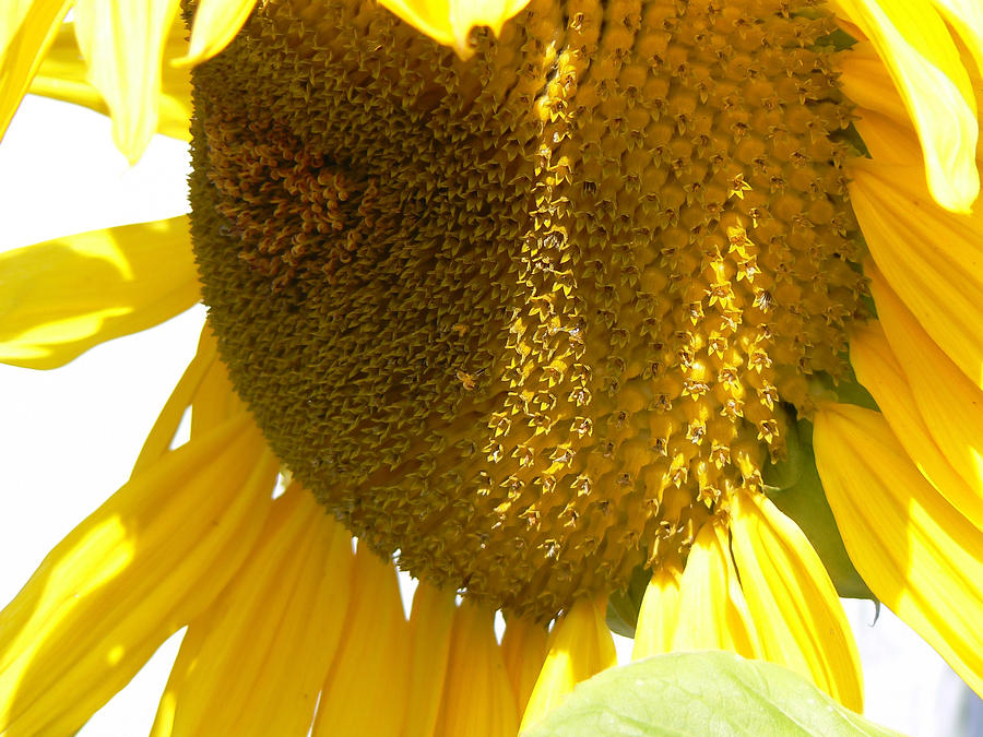 Download Sunflower Love Photograph by Pamela Patch