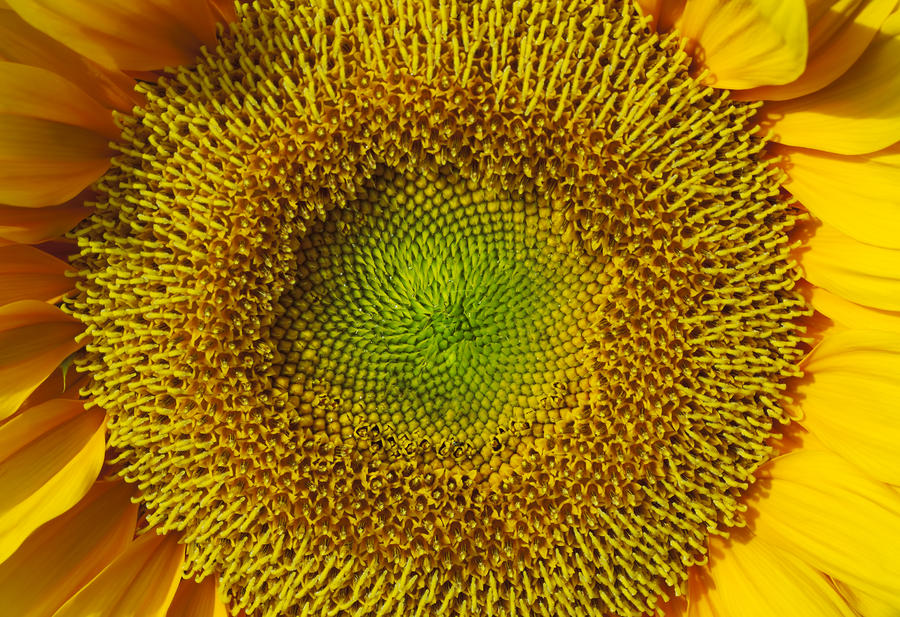 Sunflower Macro Photograph by Joe Carini - Printscapes