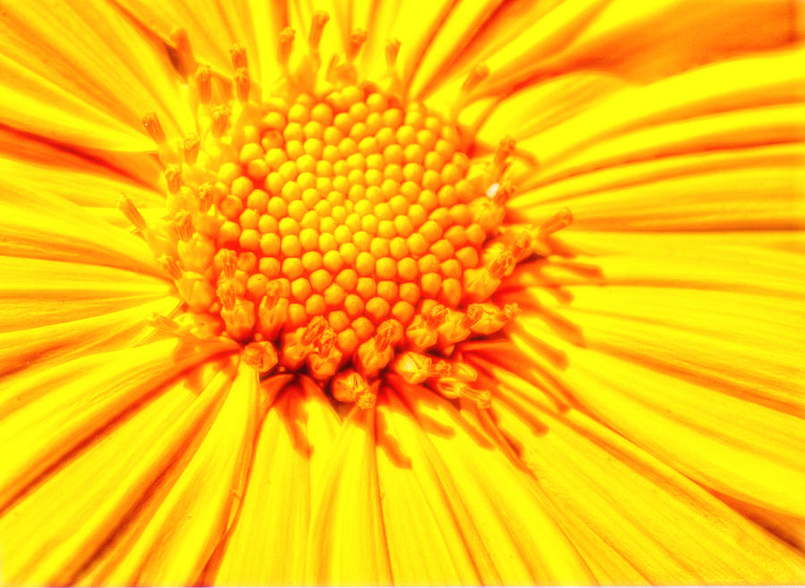 Sunflower Macro Photograph by Joe Myeress