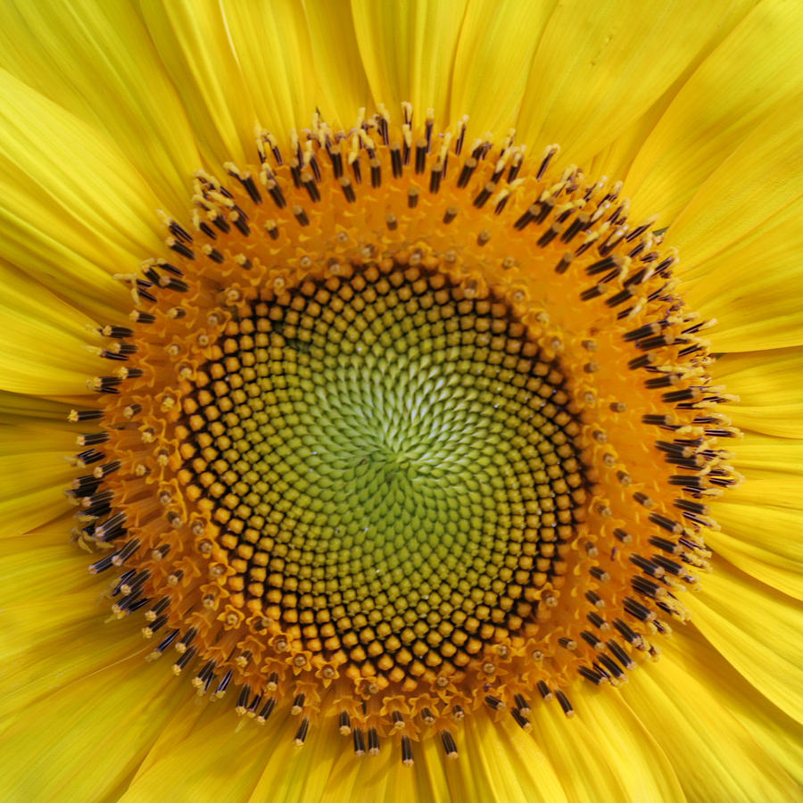 Sunflower Magic Photograph by Lou Belcher