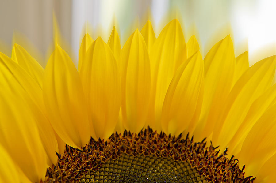 Sunflower Photograph - Sunflower by Mariola Szeliga