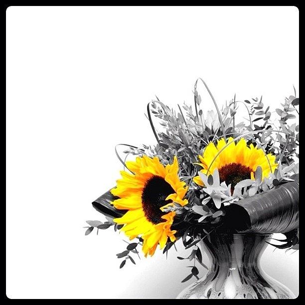Flower Photograph - Sunflower by Mark B