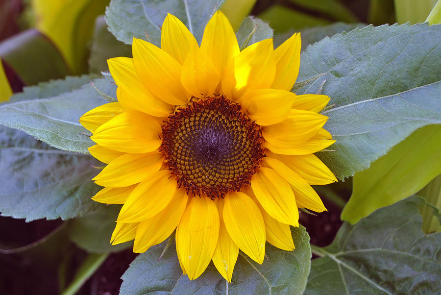 Sunflower Photograph by Martina Schmidt - Fine Art America