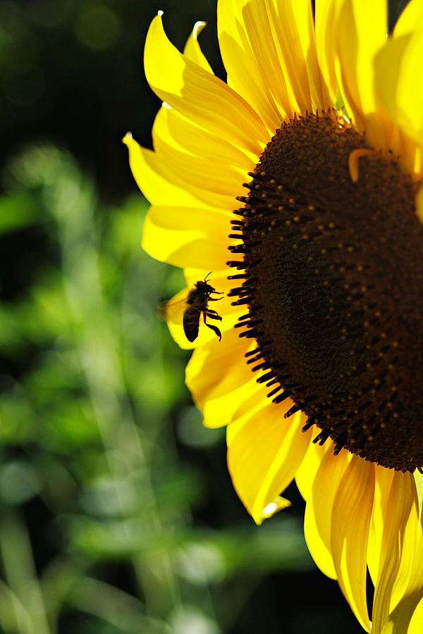Sunflower and Bee Photograph by Masha Batkova