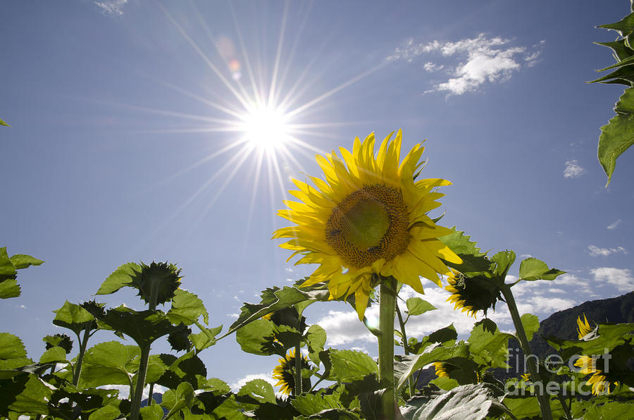Sunflower Photograph by Mats Silvan