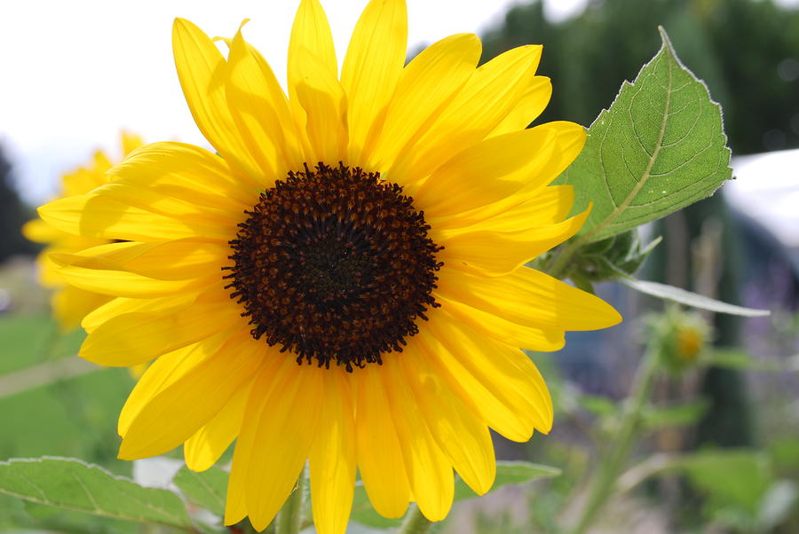 Sunflower Photograph by Moby Kane - Fine Art America