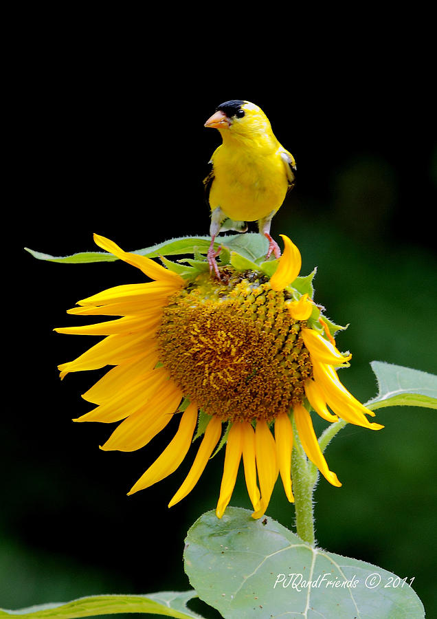 Sunflower Meets Goldfinch Photograph by PJQandFriends Photography
