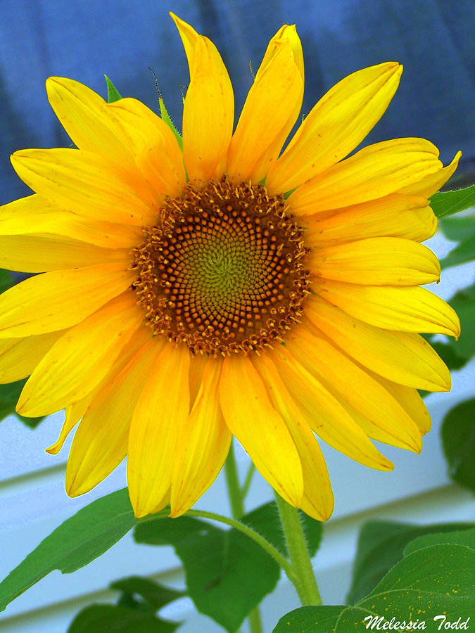 Sunflower Photograph - Sunflower by Melessia  Todd