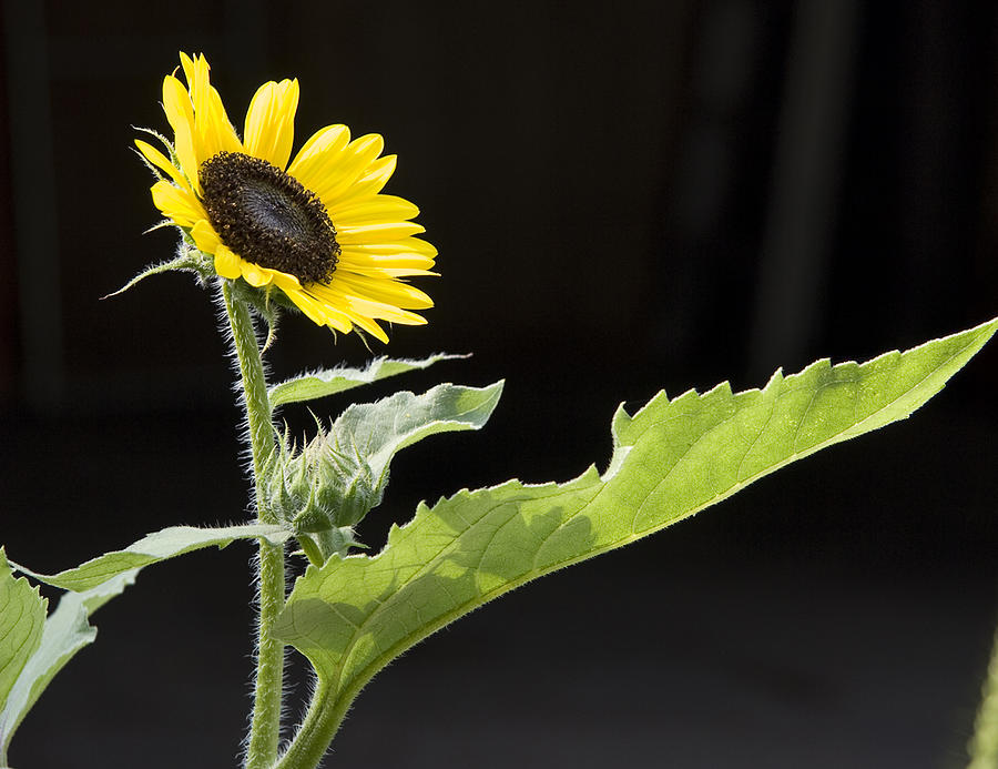 Sunflower Photograph by Michael Friedman