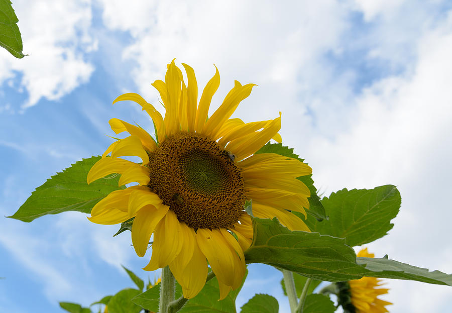 Sunflower Photograph by Michael Goyberg