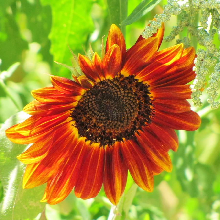 Sunflower Photograph by Life Inspired Art and Decor - Fine Art America