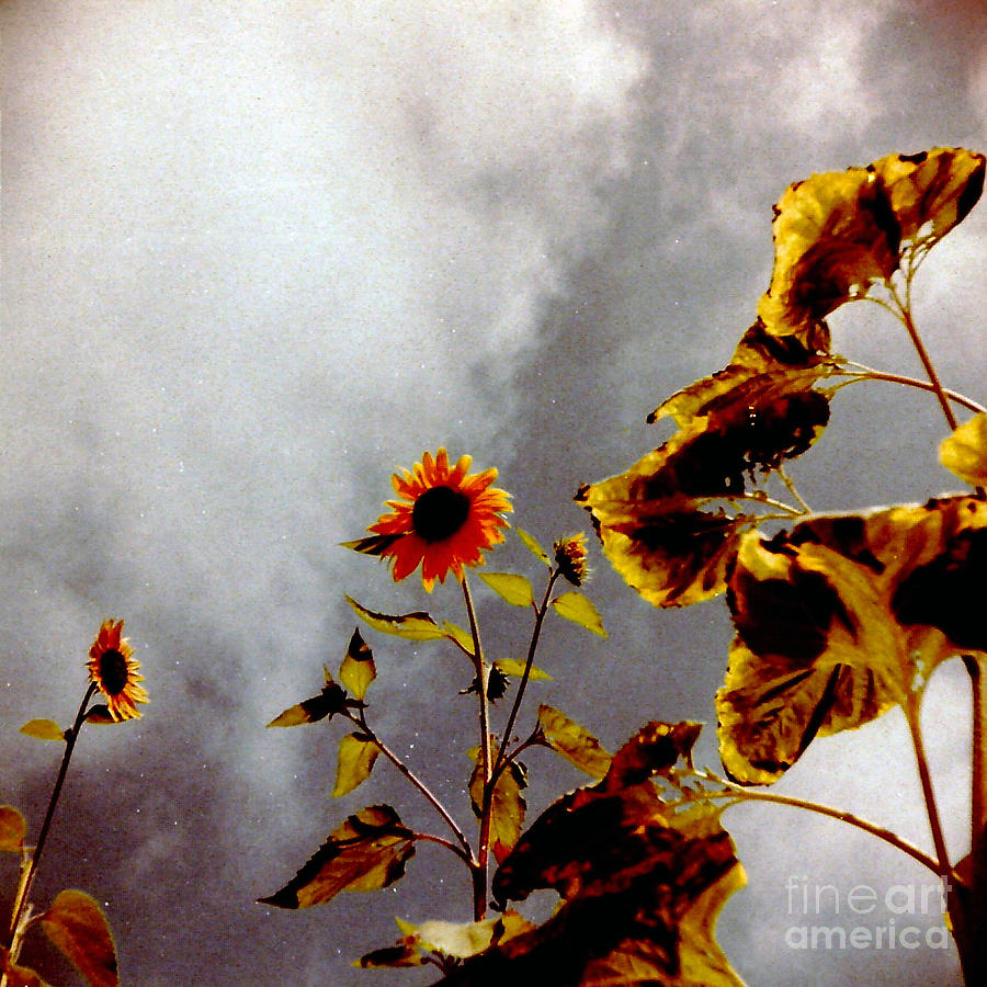Sunflower Photograph - Sunflower by Michelle Mark