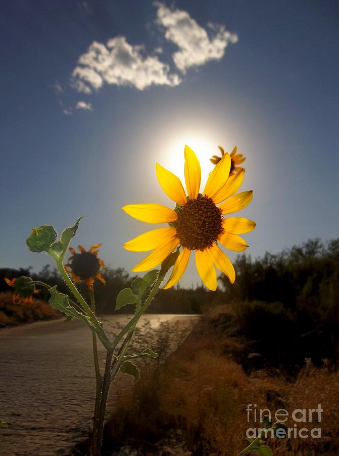 SunFlower Photograph by Desert Serenity