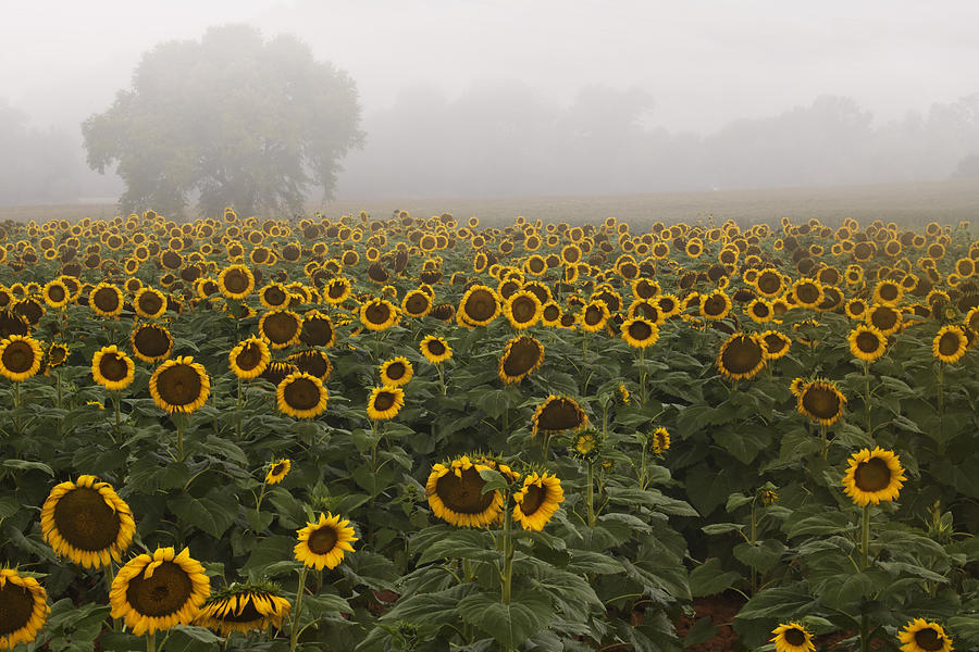 Sunflower Morning Ll Photograph