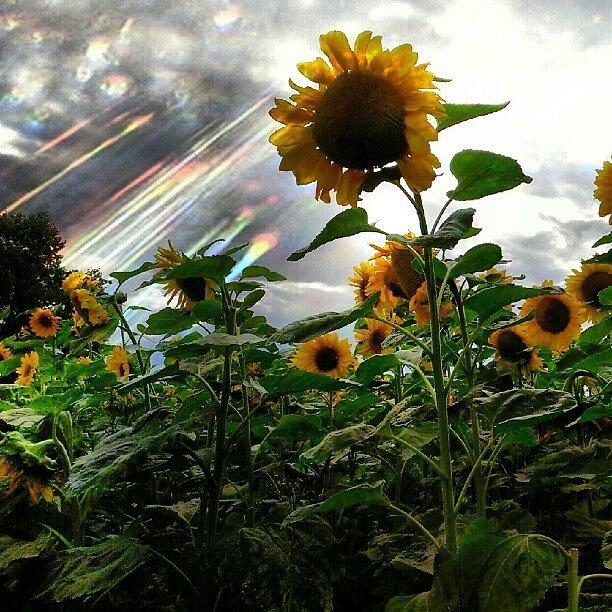 Sunflower Photograph - #sunflower #natureshot #naturelovers by Amanda Earl