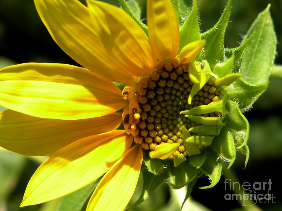 Sunflower Photograph - Sunflower No. 1 by Christine Belt