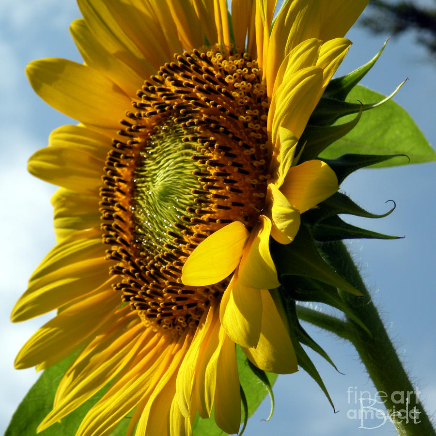 Sunflower Photograph - Sunflower No.29 by Christine Belt