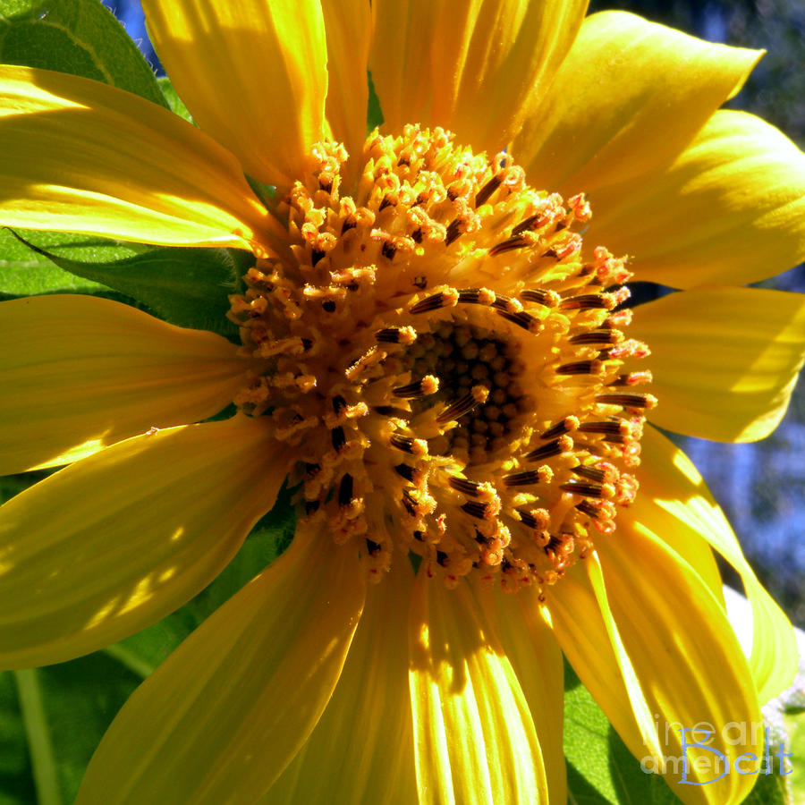 Sunflower Photograph - Sunflower No.36 by Christine Belt